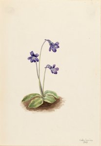 Noordelijke Vetblad Pinguicula vulgaris