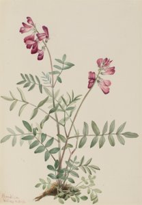 Noordelijke Hedysarum (Hedysarum boreale)