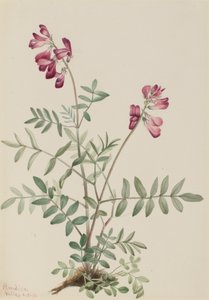 Noordelijke Hedysarum Hedysarum boreale