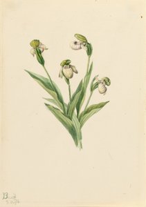Vrouwenschoentje (Cypripedium passerinum) door Mary Vaux Walcott