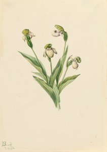 Noordelijke damesslipper Cypripedium passerinum, 1916 door Mary Vaux Walcott