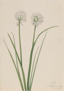 Noordelijke ui Allium sibiricum, 1920