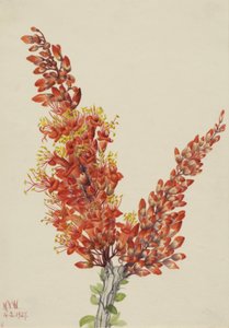 Ocotillo Fouquieria splendens