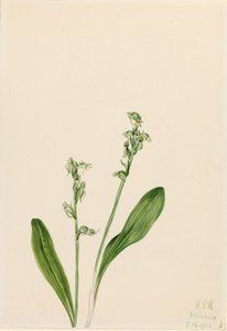 One-Leaf-Bog-Orchid Habenaria obtusata
