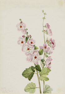 Oranje-ooggloemkruid (Sphaeralcea davidsonii) door Mary Vaux Walcott