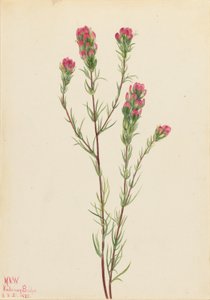Uilenklaver (Orthocarpus tenuifolius) door Mary Vaux Walcott