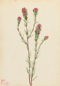 Uilklaver Orthocarpus tenuifolius, 1923
