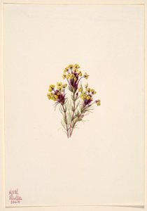 Uilenklaver (Orthocarpus erianthus)