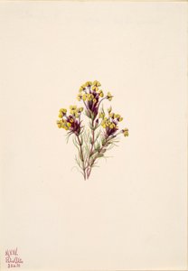 Uilskruid Orthocarpus erianthus