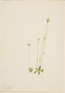 Oxytropis aepicola door Mary Vaux Walcott