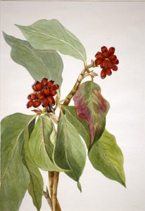Japanse kornoelje (Cornus nuttallii)