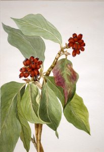 Pacific Dogwood Cornus nuttallii