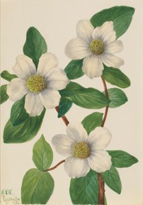 Pacifische kornoelje Cornus nuttallii