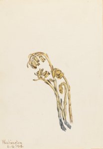 Bleke Pinesap Hypopitys americana, 1918 door Mary Vaux Walcott