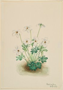 Viooltje (Viola pedata) door Mary Vaux Walcott