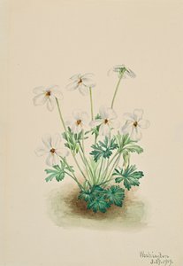 Viooltje Viola pedata