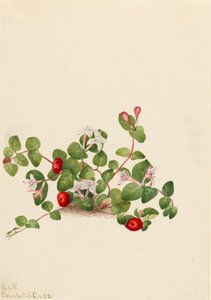 Partridgeberry Mitchella repens, 1925