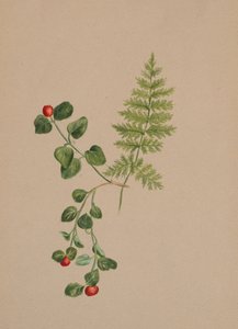 Partridgeberry Mitchella repens, ca. 1883 door Mary Vaux Walcott