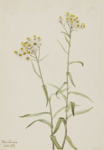Pareleverlasting Anaphalis margaritacea door Mary Vaux Walcott