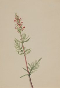 Pedicularis bracteosa, ca. 1917-1918 door Mary Vaux Walcott