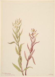 Pedicularis raremosa, 1904 door Mary Vaux Walcott
