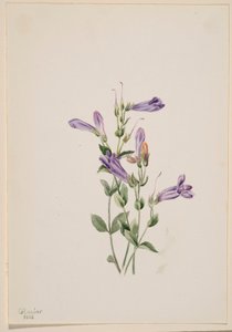 Penstemon (Penstimon fruiticosus) door Mary Vaux Walcott