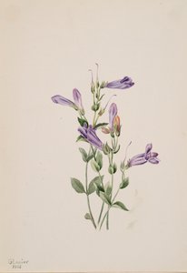 Penstemon Penstimon fruiticosus, 1903