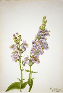 Pentstemon (Pentstemon macranthus) door Mary Vaux Walcott