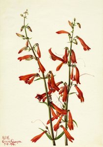 Pentstemon Pentstemon barbatus, 1934 door Mary Vaux Walcott