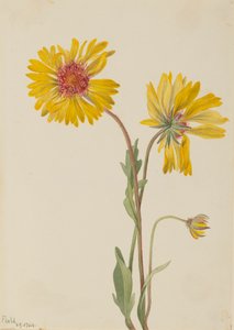 Vaste Gaillardia Gaillardia aristata, 1904 door Mary Vaux Walcott