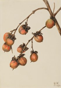 Persimmon Diospyros virginiana, 1920 door Mary Vaux Walcott
