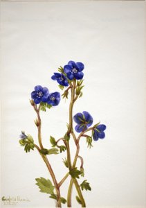 Phacelia Phacelia parryi, 1935