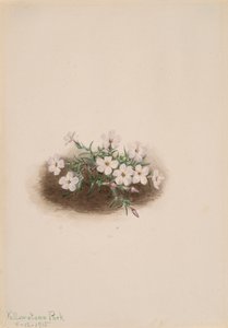 Phlox, 1915 door Mary Vaux Walcott