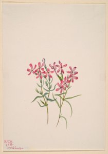 Phlox stansburyi