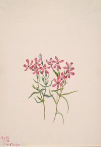 Phlox stansburyi