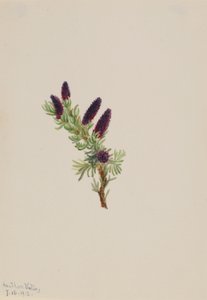 Picea engelmanni door Mary Vaux Walcott