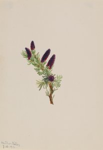 Picea engelmanni, 1913 door Mary Vaux Walcott