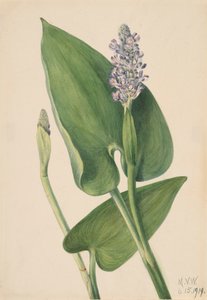 Pickerelweed Pontederia cordata