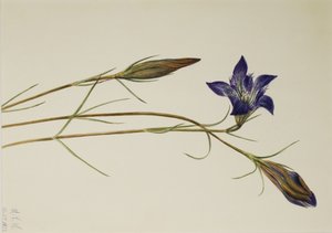 Dennenbrem Gentiaan (Gentiana porphyrio) door Mary Vaux Walcott