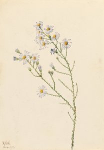 Pineland Aster (Aster squarrosus)