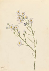 Pineland Aster Aster squarrosus, 1922