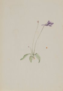 Pinguicula vulgaris