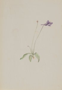Pinguicula vulgaris, ca. vroege jaren 1930