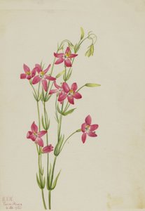 Roze Centaurium Centaurium venustum, 1925