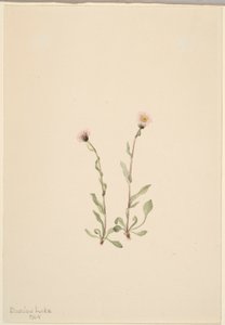 Pink Fleabane (Erigeron jucundus) door Mary Vaux Walcott