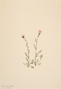 Roze Vlooienkruid Erigeron jucundus, 1904 door Mary Vaux Walcott