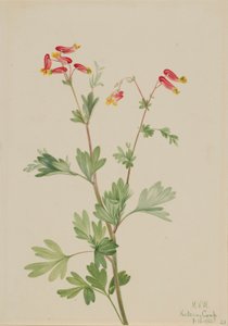 Roze meelwortel (Capnoides sempervirens) door Mary Vaux Walcott