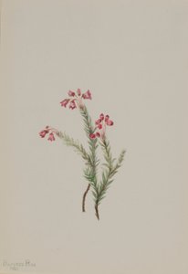 Roze heide (Phyllodoce empetriformis)