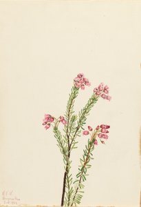 Roze bergheide Phyllodoce empetriformis door Mary Vaux Walcott