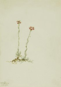 Roze kutjes (Antennaria rosea) door Mary Vaux Walcott